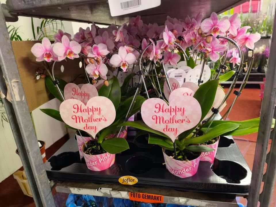 Anyák napi kínálatunk