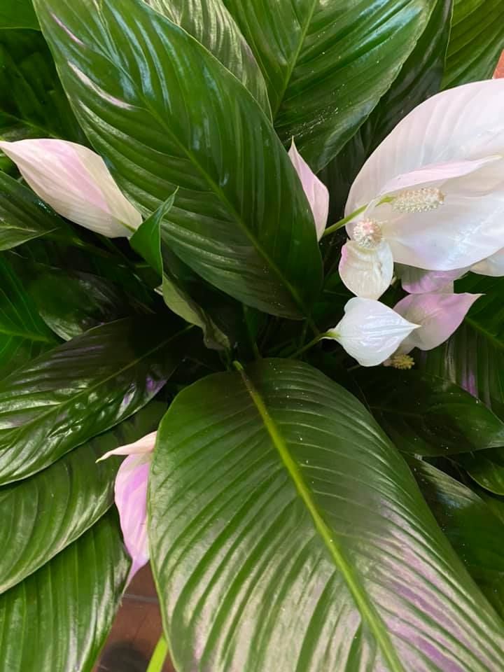 Karácsonyi kínálatunk