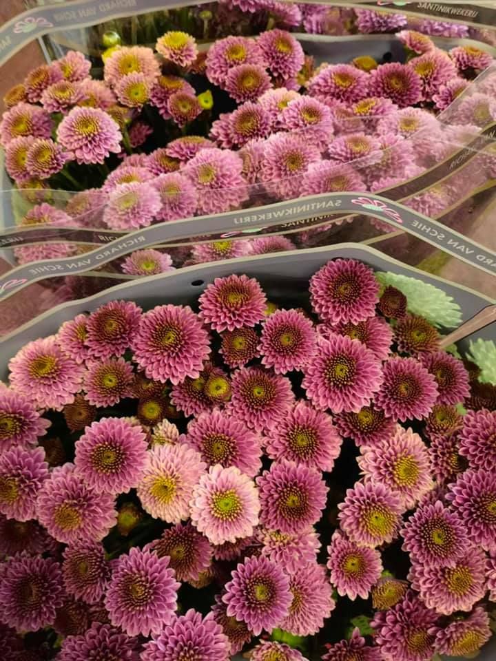 Anyák napi kínálatunk