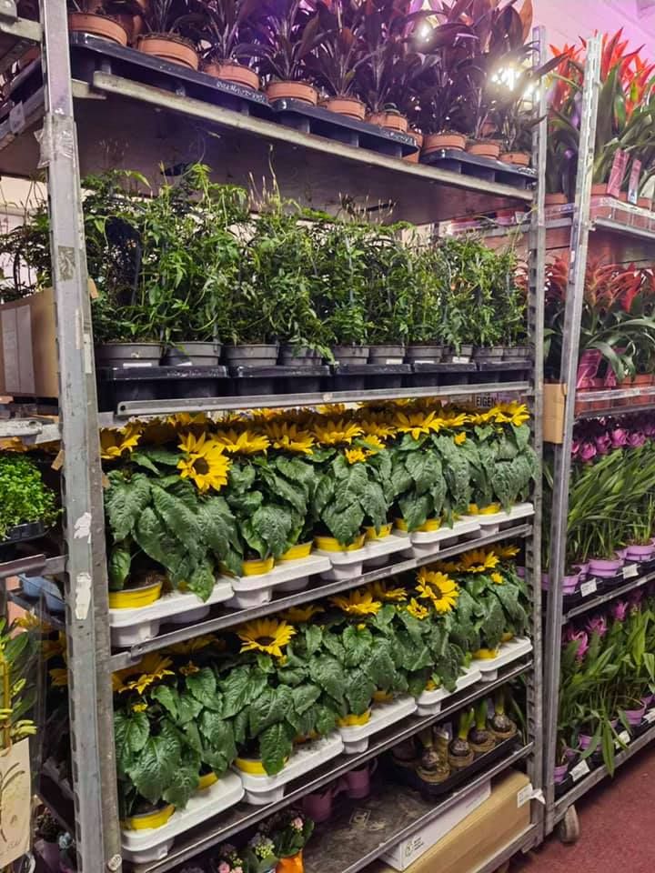 Anyák napi kínálatunk