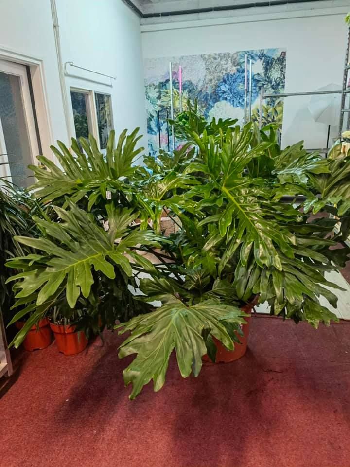 Anyák napi kínálatunk