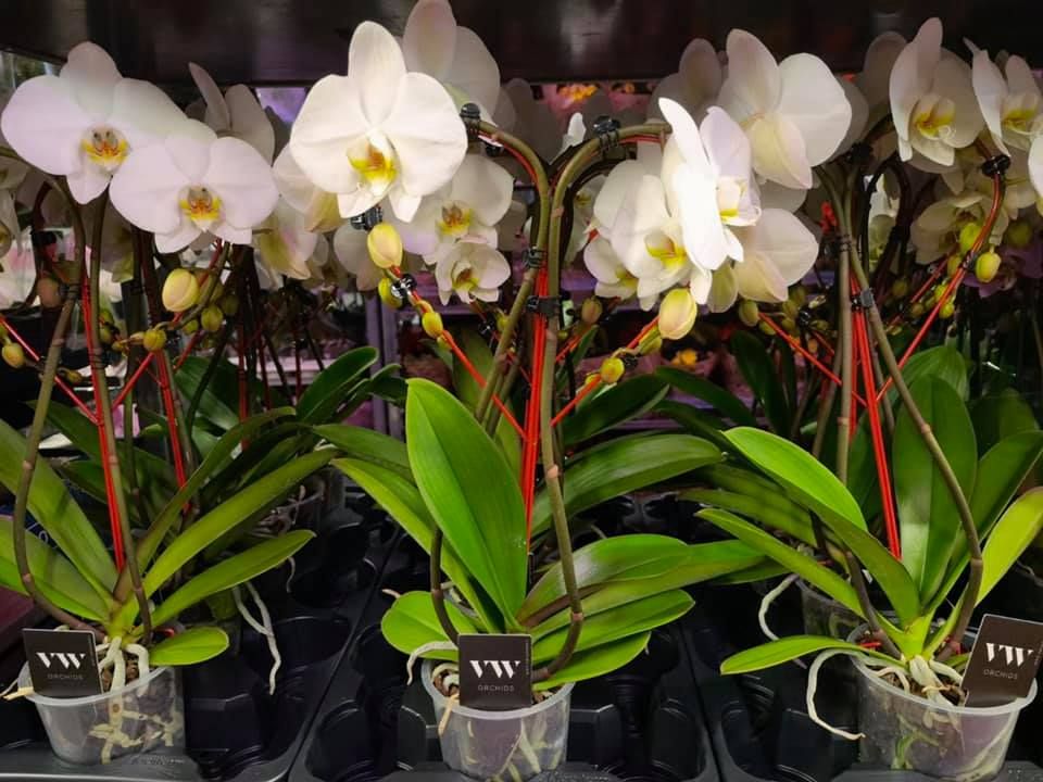 Anyák napi kínálatunk