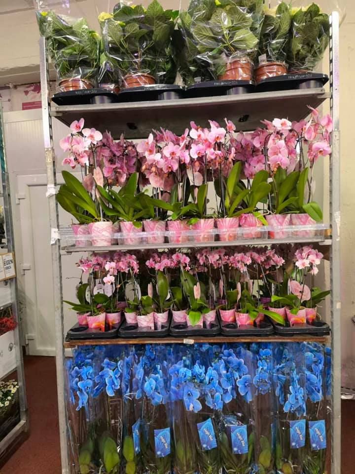 Anyák napi kínálatunk