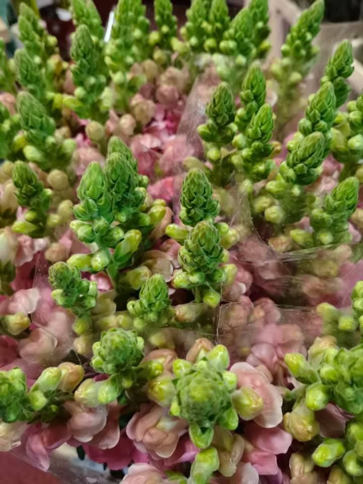 Anyák napi kínálatunk