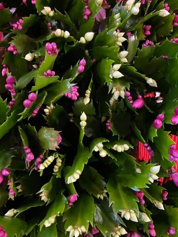 Karácsonyi kínálatunk