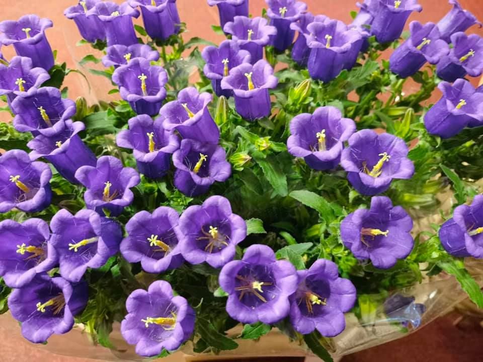 Anyák napi kínálatunk