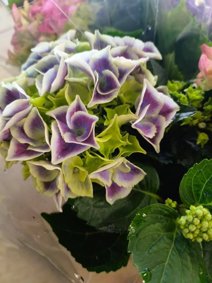 Anyák napi kínálatunk