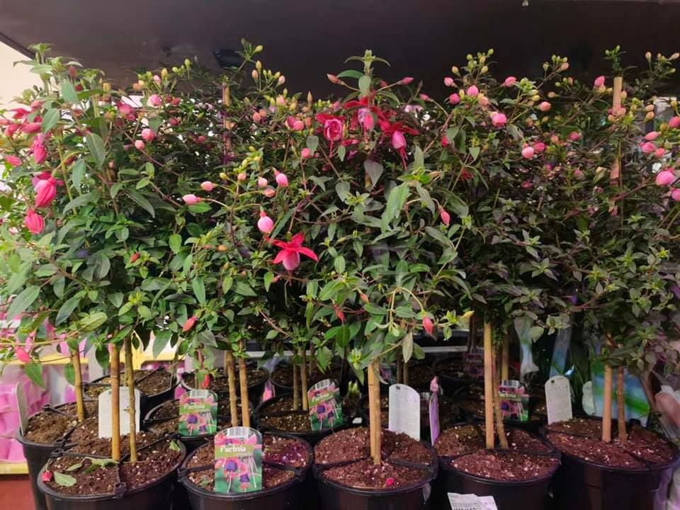 Anyák napi kínálatunk