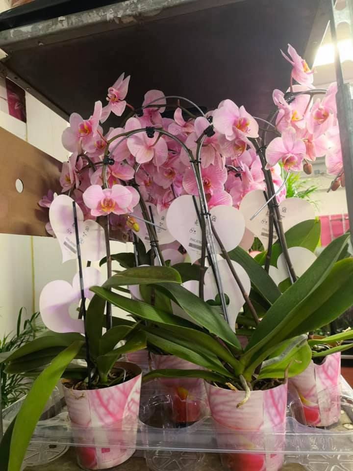 Anyák napi kínálatunk