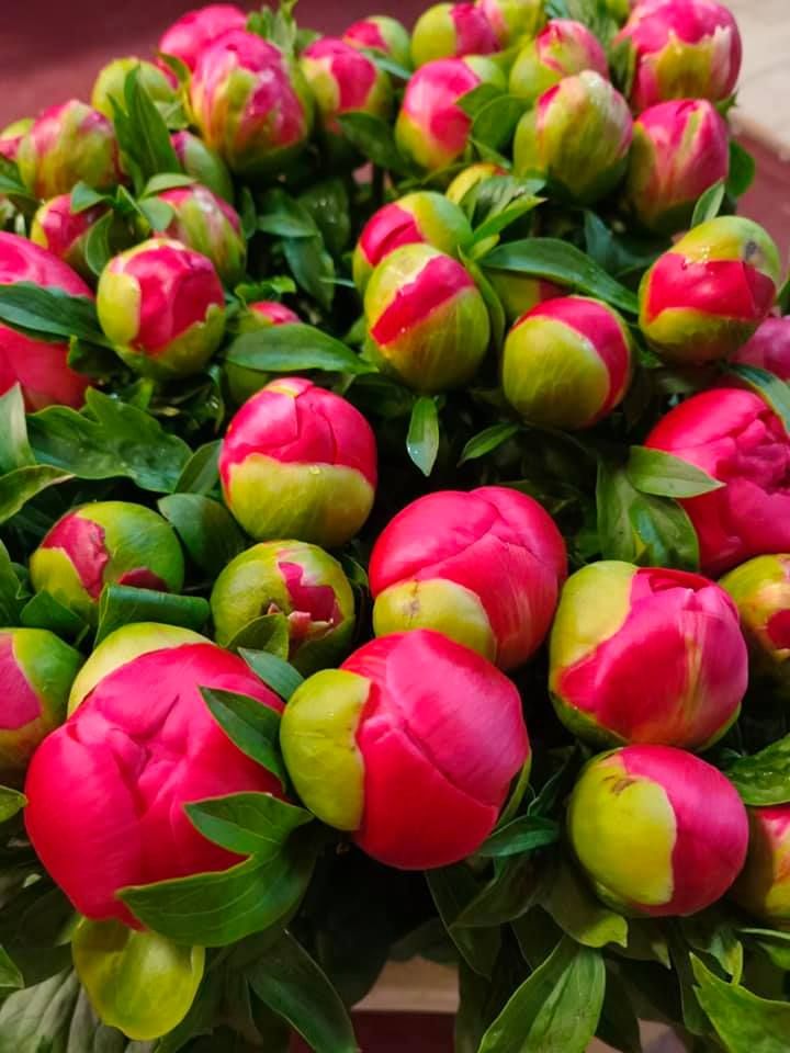 Anyák napi kínálatunk