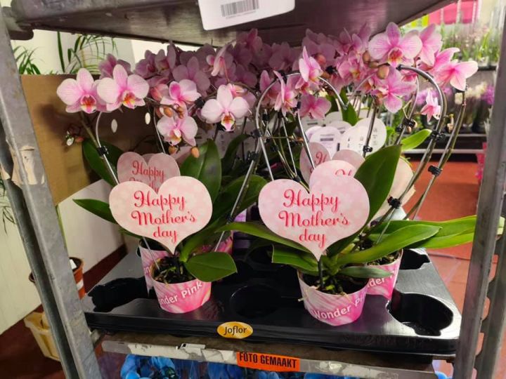 Anyák napi kínálatunk