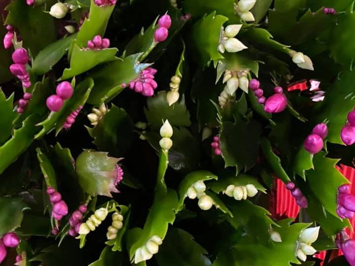 Karácsonyi kínálatunk